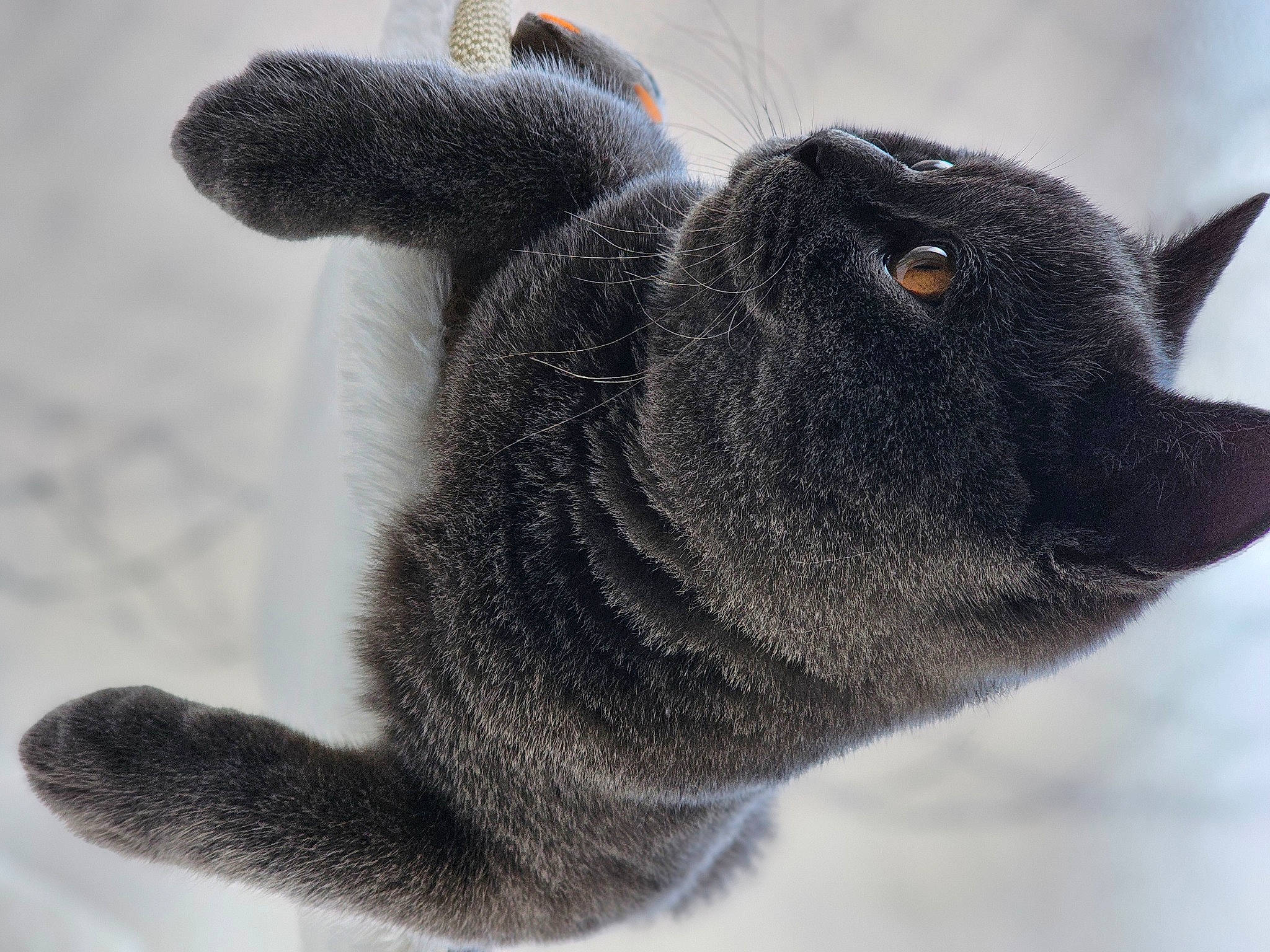 Simba is registered to the contest to win money with this photo: close_up, domestic_rabbit, ear, event, felidae, fur, grey, paw, rabbit, rabbits_and_hares, small_to_medium_sized_cats, snout, terrestrial_animal, whiskers, wildlife