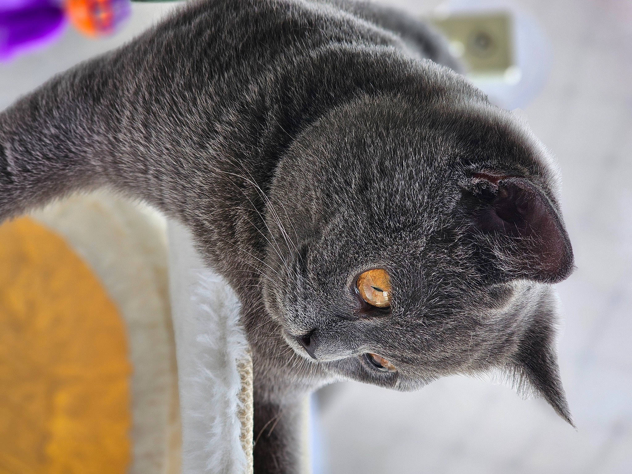 Simba joined the competition — help win amazing prizes! carnivore, cat, claw, felidae, fur, grey, small_to_medium_sized_cats, snout, tail, terrestrial_animal, whiskers