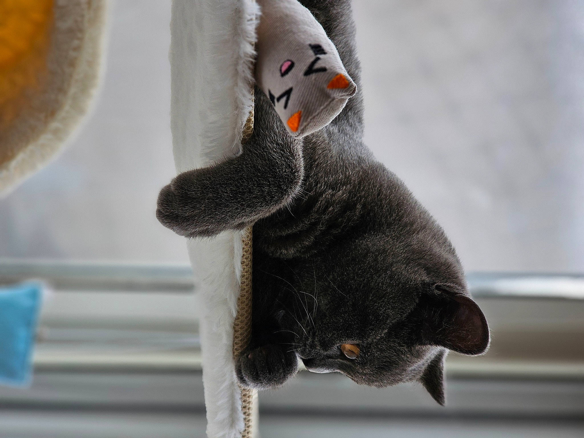 Simba joined the competition — help win amazing prizes! beak, carmine, eye, foot, fur, gesture, grey, head, human_body, leg, nail, plant, plush, snout, stuffed_toy, tail, toy, tree, whiskers, wool