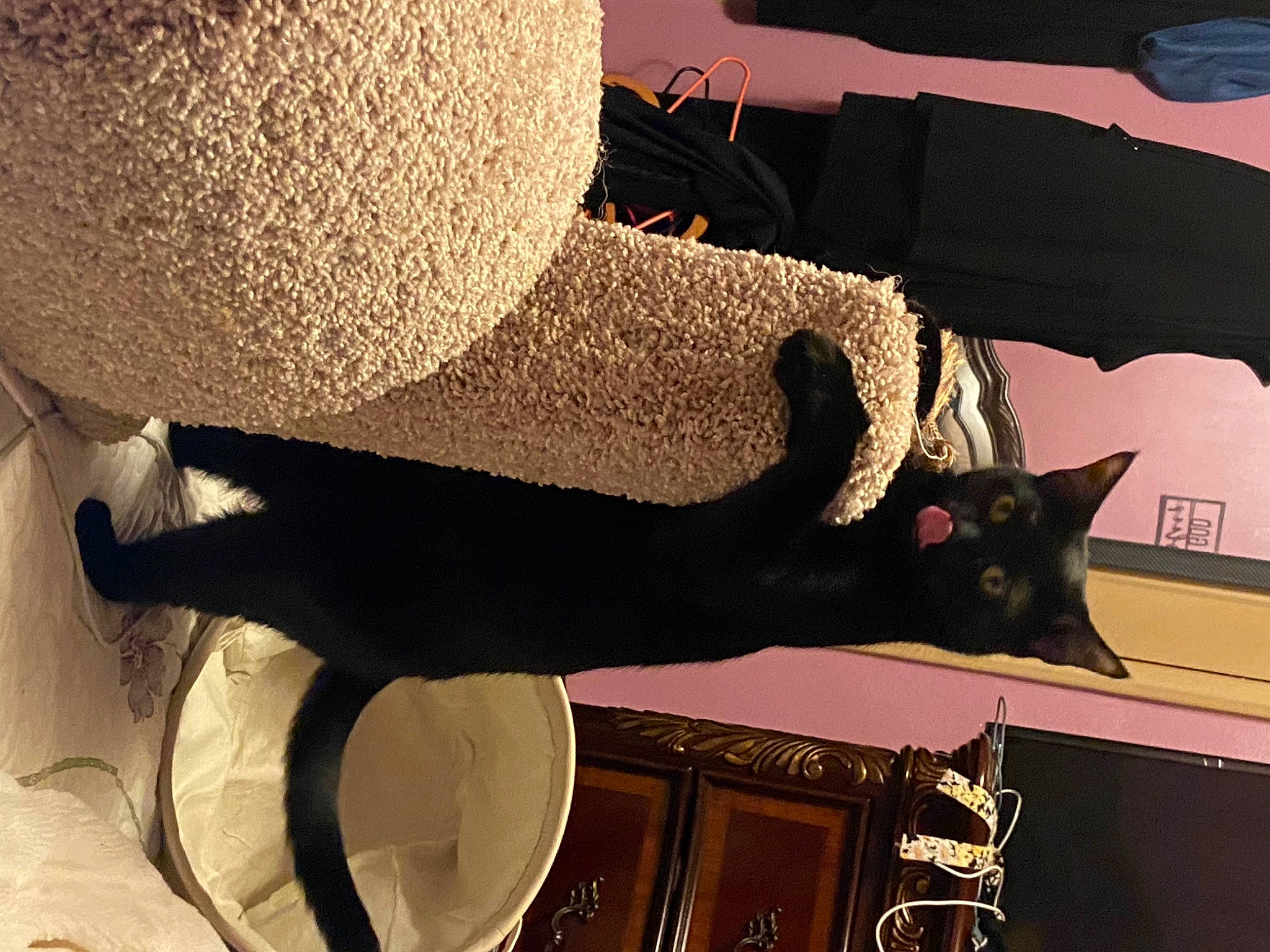 Maximilian joined the competition — help win amazing prizes! black, black_cat, carnivore, cat, comfort, fashion_accessory, felidae, formal_wear, hat, human_leg, room, shadow, small_to_medium_sized_cats, sun_hat, tail, thigh, tints_and_shades, waist, whiskers, wood