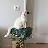 Cashmere is registered to the contest to win money with this photo: cat, kitten, white_cat, fluffy, long_hair, sitting, portrait, animal, pet, indoors, suitcase, vintage, furniture, glass_table, golden_statue, home_decor, wall, light_switch, wood_floor, travel