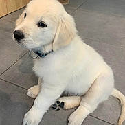 Archi participe au concours pour gagner de l'argent avec cette photo : animal, black_nose, brown_eyes, collar, companion_animal, cute, dog, fluffy, golden_retriever, indoors, paws, pet, photography, portrait, puppy, sitting, tail, tile_floor, white_fur, wooden_cabinet