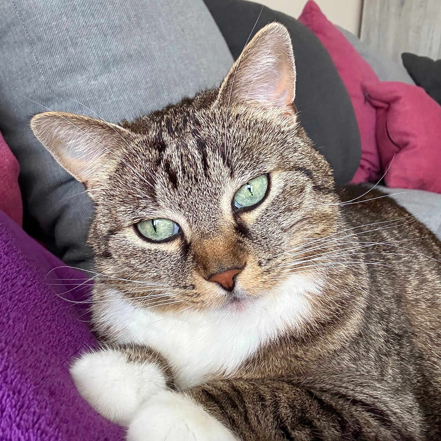 Mimi a rejoint le concours — aidez-le/la à gagner de superbes lots ! abyssinian, animal, blanket, cat, couch, cushion, furniture, homedecor, indoors, kitten, manx, person, pet, pillow, sleeping