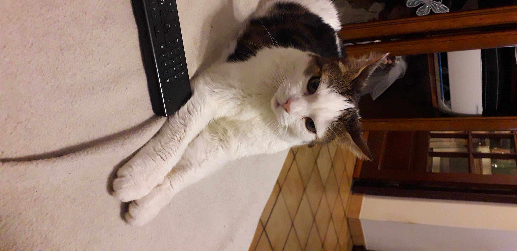 Spounky