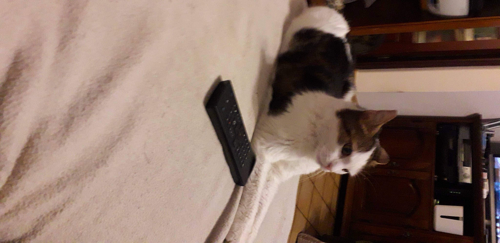 Spounky a rejoint le concours — aidez-le/la à gagner de superbes lots ! carnivore, cat, domestic_short_haired_cat, felidae, flooring, formal_wear, fur, hardwood, small_to_medium_sized_cats, tail, whiskers, window, wood