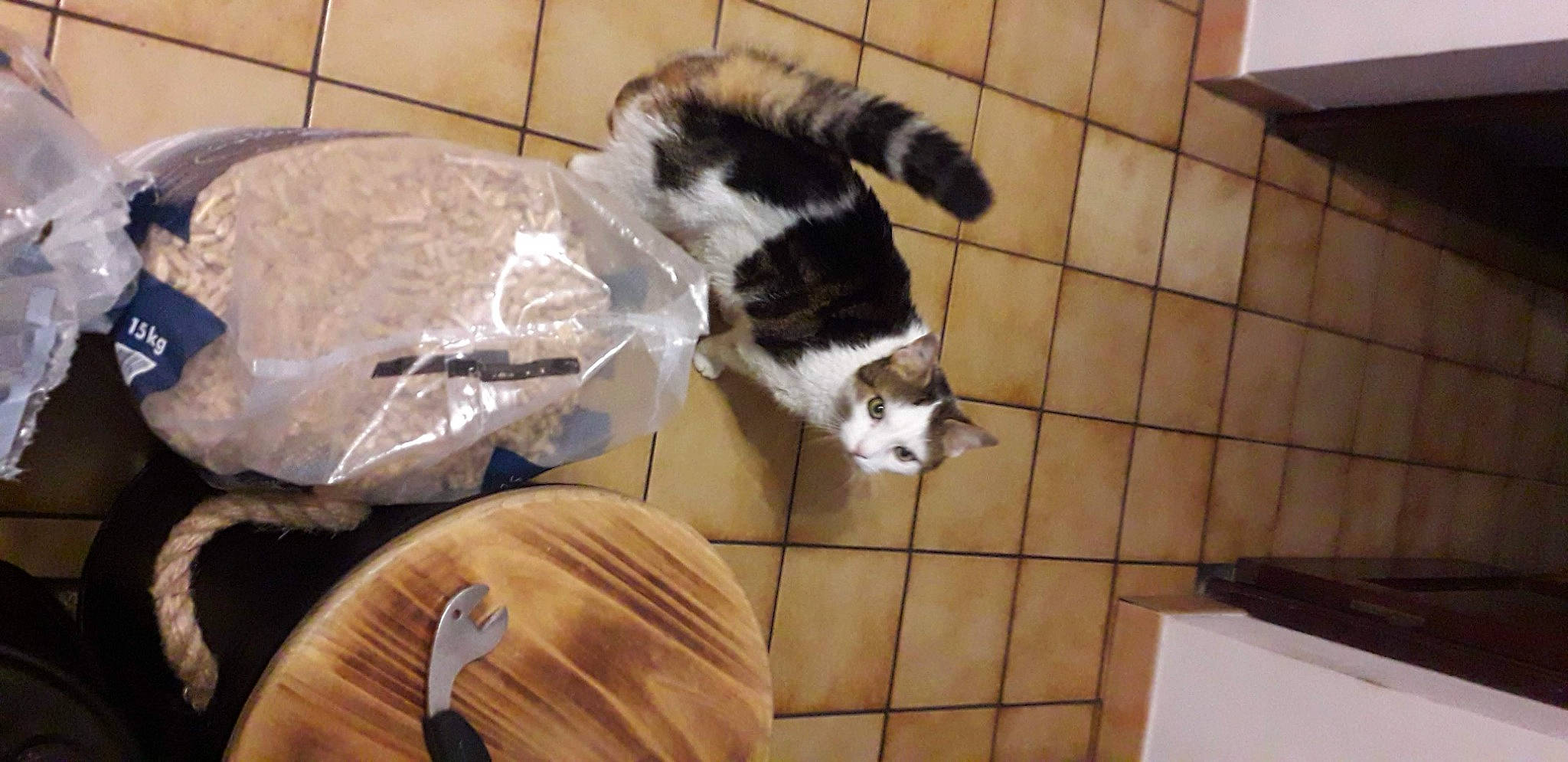 Spounky participe au concours pour gagner de l'argent avec cette photo : canidae, carnivore, comfort, companion_dog, dog_breed, felidae, floor, flooring, fur, hardwood, mammal, pet_supply, small_to_medium_sized_cats, sporting_group, tableware, tail, terrestrial_animal, vertebrate, whiskers, wood