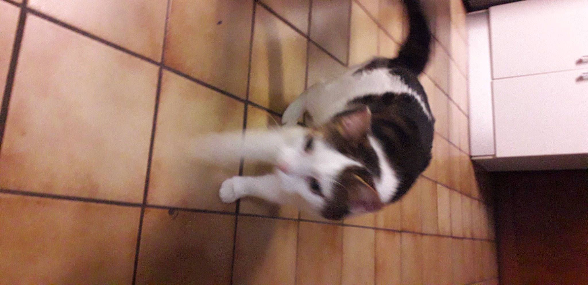 Spounky participe au concours pour gagner de l'argent avec cette photo : canidae, carnivore, cat, comfort, companion_dog, dog_breed, domestic_short_haired_cat, felidae, flooring, fur, hardwood, paw, small_to_medium_sized_cats, sporting_group, tail, terrestrial_animal, whiskers, wood, working_dog