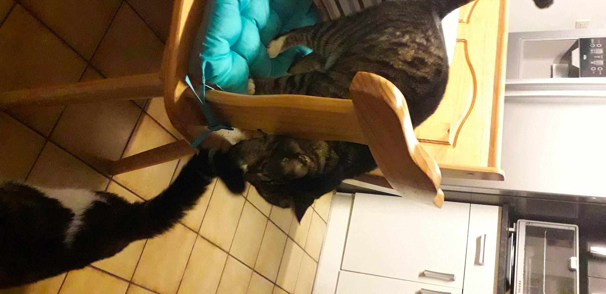 Ruby participe au concours pour gagner de l'argent avec cette photo : cabinetry, cat, comfort, companion_dog, dog_breed, domestic_short_haired_cat, felidae, floor, flooring, fur, hardwood, human_leg, personal_protective_equipment, room, small_to_medium_sized_cats, sporting_group, tail, thigh, whiskers, wood