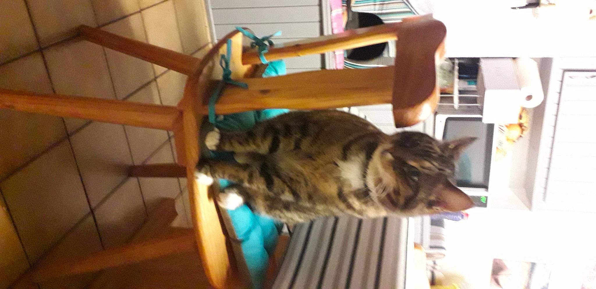 Ruby a rejoint le concours — aidez-le/la à gagner de superbes lots ! big_cats, canidae, carnivore, cat, dog_breed, domestic_short_haired_cat, felidae, flooring, fur, hardwood, room, small_to_medium_sized_cats, sporting_group, tail, terrestrial_animal, tiger, whiskers, wildlife, wood