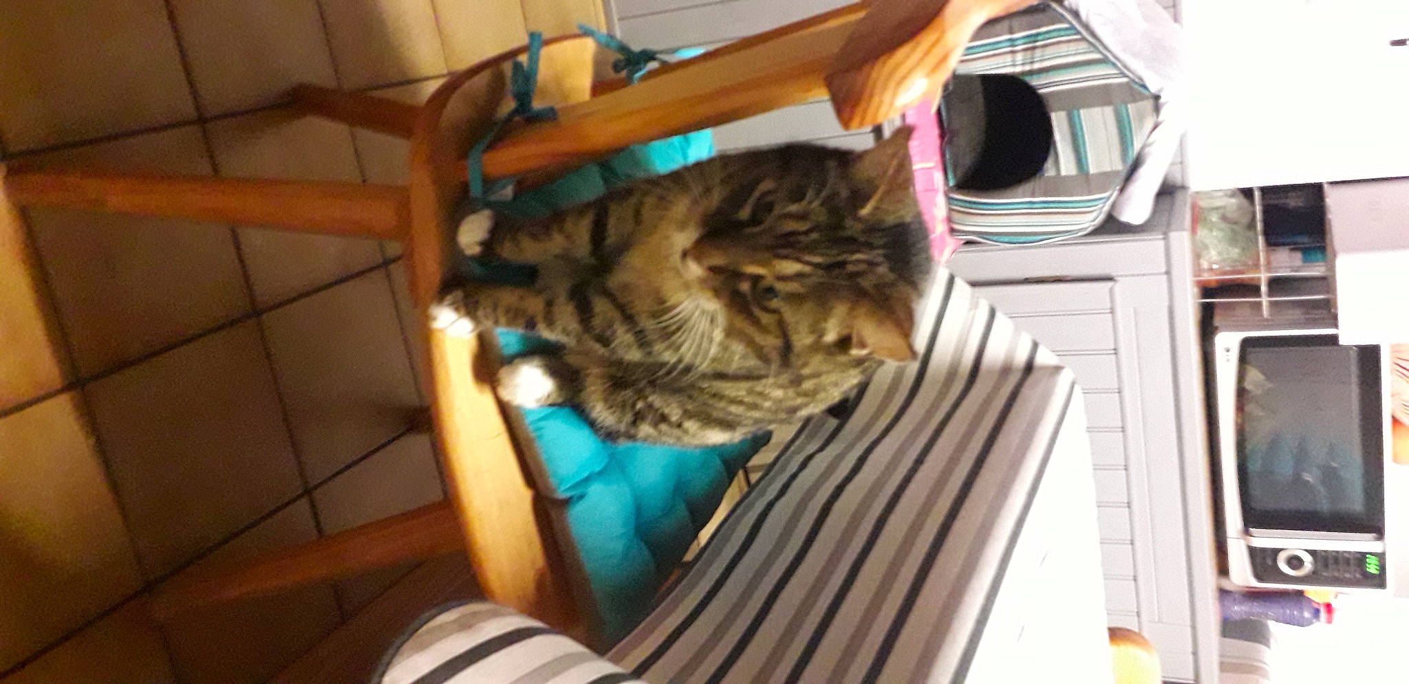 Ruby a rejoint le concours — aidez-le/la à gagner de superbes lots ! big_cats, carnivore, cat, comfort, dog_breed, domestic_short_haired_cat, fawn, felidae, flooring, fur, hardwood, room, small_to_medium_sized_cats, snout, sporting_group, tail, terrestrial_animal, whiskers, wood