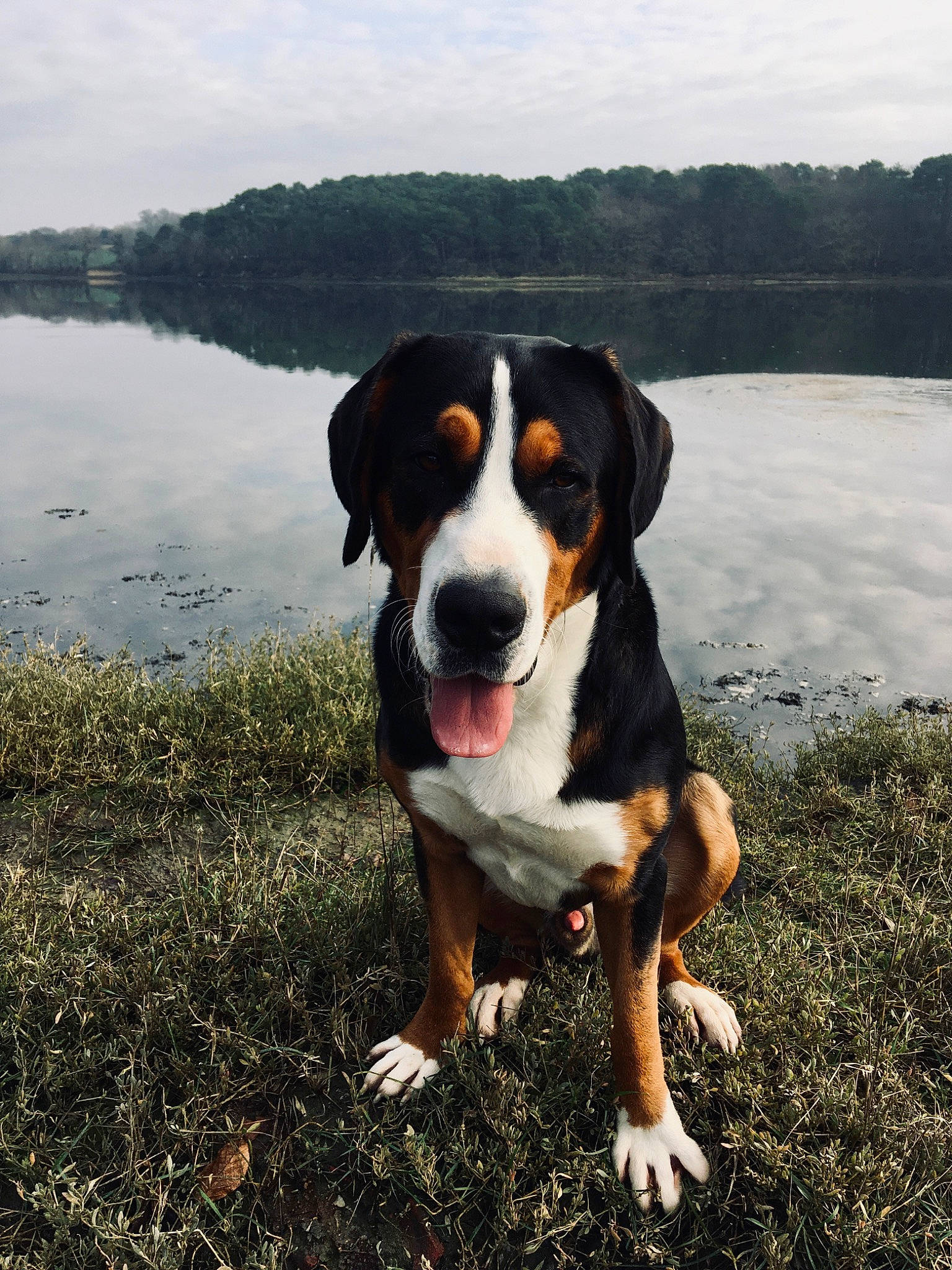 Raoul a rejoint le concours — aidez-le/la à gagner de superbes lots ! beaglier, carnivore, cloud, companion_dog, dog, dog_breed, fawn, grass, hound, lake, landscape, liquid, natural_landscape, plant, sky, snout, sporting_group, tree, water, working_animal