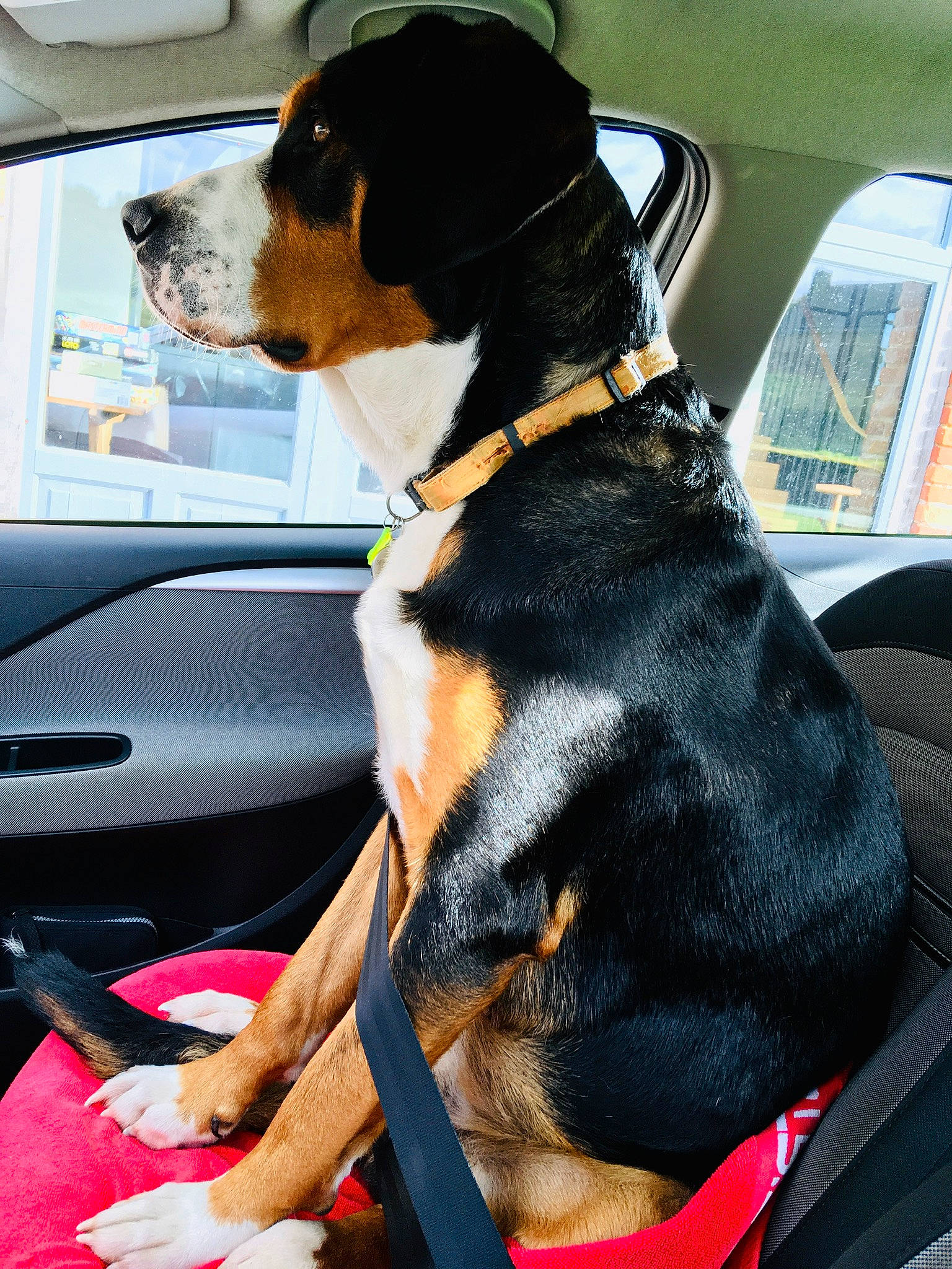 Raoul participe au concours pour gagner de l'argent avec cette photo : automotive_design, automotive_exterior, automotive_mirror, car, car_seat, car_seat_cover, carnivore, collar, companion_dog, dog, dog_breed, dog_collar, head_restraint, motor_vehicle, steering_wheel, vehicle, vehicle_door, window, windshield, working_animal