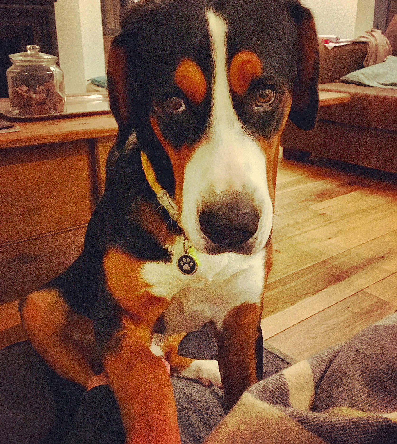 Raoul a rejoint le concours — aidez-le/la à gagner de superbes lots ! canidae, carnivore, chair, comfort, companion_dog, couch, dog, dog_breed, flooring, giant_dog_breed, hardwood, hound, scent_hound, snout, sporting_group, tableware, whiskers, wood, working_animal, working_dog