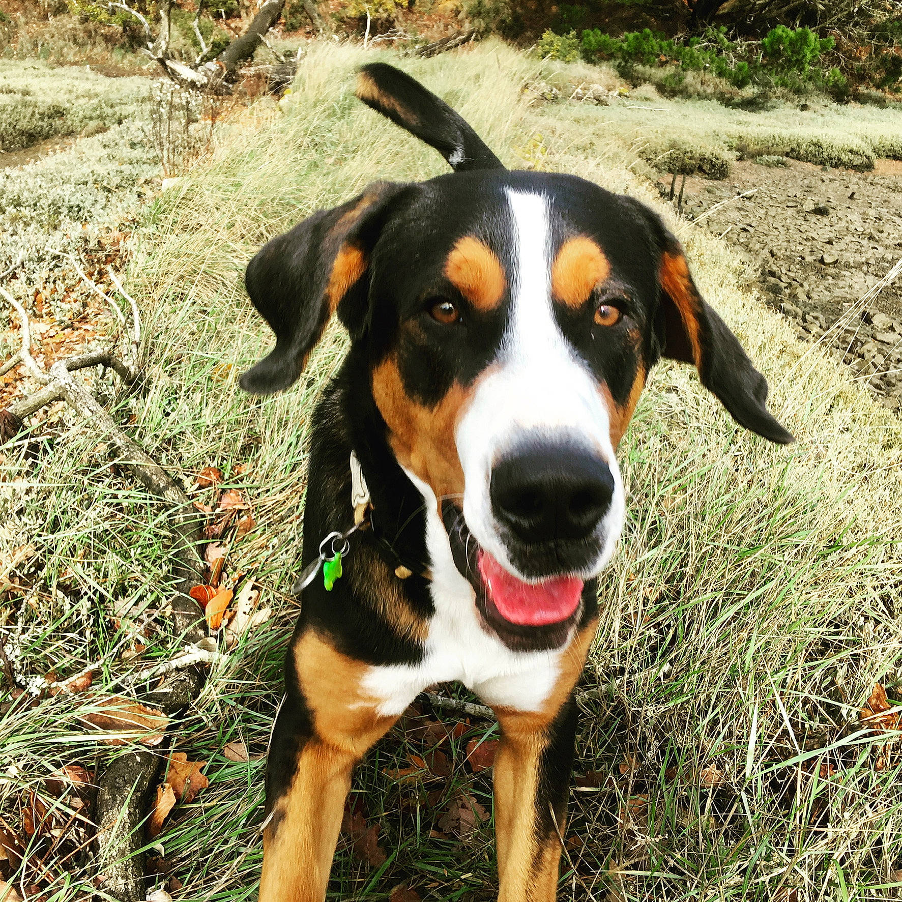 Raoul a rejoint le concours — aidez-le/la à gagner de superbes lots ! canidae, carnivore, collar, companion_dog, dog, dog_breed, fawn, grass, hound, hunting_dog, paw, plant, scent_hound, snout, sporting_group, terrestrial_animal, whiskers, working_animal, working_dog