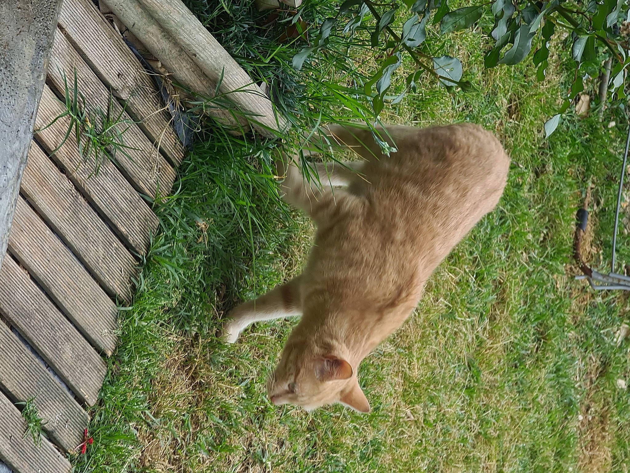 Bernie a rejoint le concours — aidez-le/la à gagner de superbes lots ! canidae, carnivore, dog_breed, fawn, felidae, fur, grass, groundcover, kangaroo, macropodidae, marsupial, plant, small_to_medium_sized_cats, sporting_group, tail, terrestrial_animal, tree, trunk, wildlife, wood