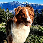 Oslo a rejoint le concours — aidez-le/la à gagner de superbes lots ! dog, brown_and_white, outdoor, mountain, grass, sunlight, nature, scenery, sky, forest, animal, canine, pet, walking, daylight, landscape, adventure, explorer, snow_capped_peaks, trail