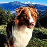 dog, brown_and_white, outdoor, mountain, grass, sunlight, nature, scenery, sky, forest, animal, canine, pet, walking, daylight, landscape, adventure, explorer, snow_capped_peaks, trail