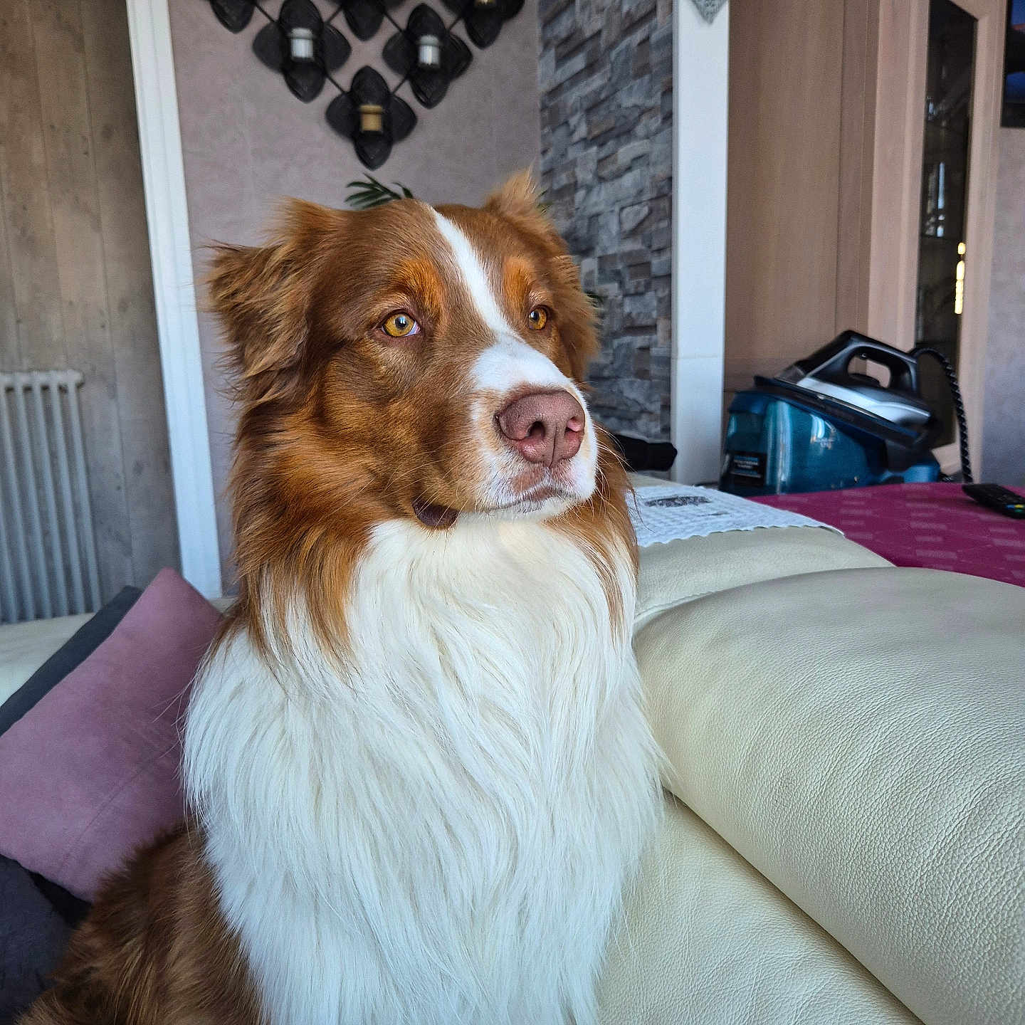 Oslo a rejoint le concours — aidez-le/la à gagner de superbes lots ! dog, pet, brown, white, fluffy, couch, indoor, furniture, decor, wall_candle_holder, cabinet, iron, home, portrait, sitting, looking_away, calm, cozy, canine, domestic