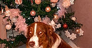 Oslo a rejoint le concours — aidez-le/la à gagner de superbes lots ! dog, christmas_tree, ornaments, feathers, lights, indoor, floor, wooden_floor, brown_and_white_dog, decorations, holiday, festive, pet, sitting, tree_skirt, christmas, cozy, home, seasonal, celebration