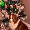 dog, christmas_tree, ornaments, feathers, lights, indoor, floor, wooden_floor, brown_and_white_dog, decorations, holiday, festive, pet, sitting, tree_skirt, christmas, cozy, home, seasonal, celebration