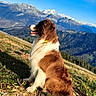 Oslo a rejoint le concours — aidez-le/la à gagner de superbes lots ! dog, brown_and_white, sitting, grass, mountains, sky, outdoor, nature, landscape, sunlight, scenic, pet, canine, hill, blue_sky, mountain_range, fur, animal, daytime, majestic
