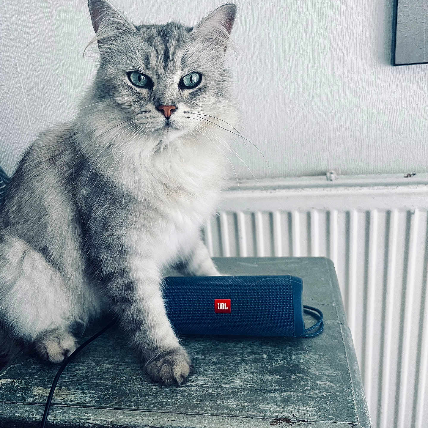 Mufasa a rejoint le concours — aidez-le/la à gagner de superbes lots ! accessories, angora, animal, appliance, bag, cat, computer, device, electricaldevice, electronics, furniture, handbag, kitten, laptop, manx, pc, pet, strap, table, wallet