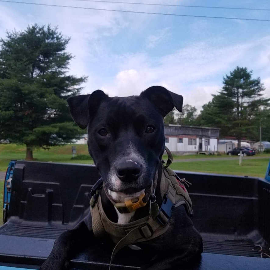 Layla is registered to the contest to win money with this photo: animal, canine, car, dog, grass, nature, outdoors, park, person, pet, pickuptruck, plant, policedog, puppy, sky, transportation, tree, truck, vegetation, vehicle