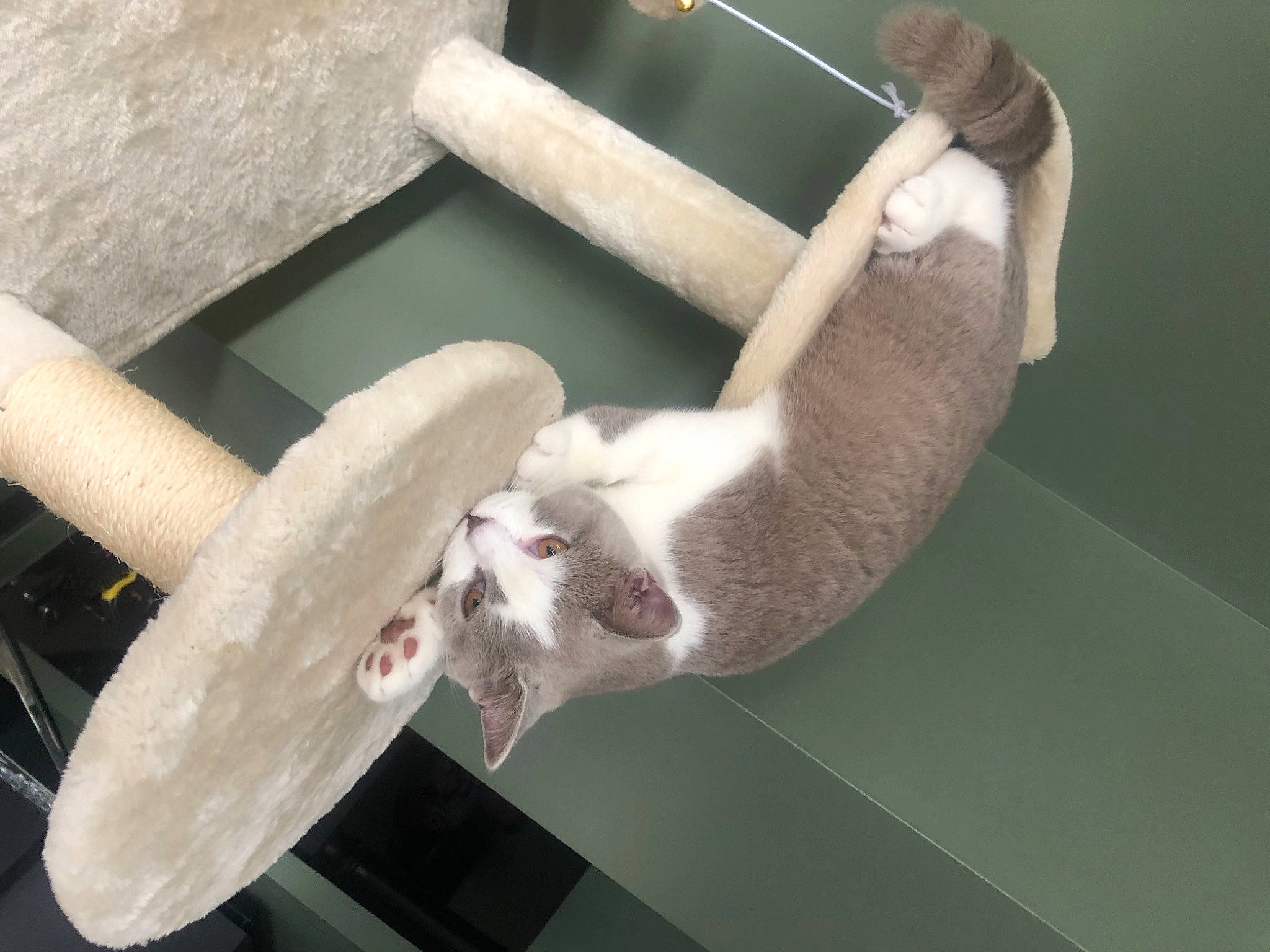 Leo is registered to the contest to win money with this photo: canidae, carnivore, cat, comfort, domestic_short_haired_cat, elbow, fawn, felidae, fur, paw, pet_supply, room, small_to_medium_sized_cats, snout, sporting_group, table, tail, whiskers, window, wood