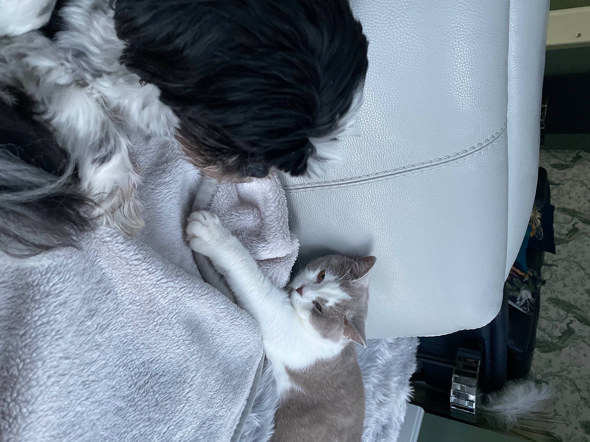 Leo joined the competition — help win amazing prizes! automotive_tire, bag, black, carnivore, cat, comfort, domestic_short_haired_cat, felidae, fur, grey, human_leg, luggage_and_bags, mammal, plant, small_to_medium_sized_cats, style, tail, textile, tree, whiskers