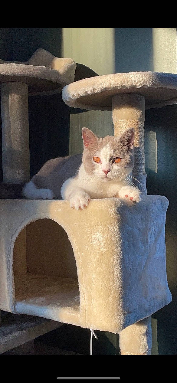 Leo is registered to the contest to win money with this photo: carnivore, cat, cat_furniture, cat_supply, chair, comfort, domestic_short_haired_cat, eye, fawn, felidae, fur, paw, pet_supply, sitting, small_to_medium_sized_cats, snout, tail, whiskers, window, wood