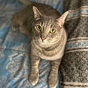 Jack is registered to the contest to win money with this photo: animal, bedspread, cat, closeup, curious, cute, domestic_cat, feline, fur, gray_cat, green_eyes, indoor, looking_up, pattern, paws, pet, relaxed, resting, tabby, whiskers