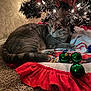Jack joined the competition — help win amazing prizes! animal, carpet, cat, celebration, christmas_tree, cozy, curious, decorations, feline, festive, floor, holiday, home, indoor, lights, ornaments, pet, red_tree_skirt, relaxed, tabby_cat