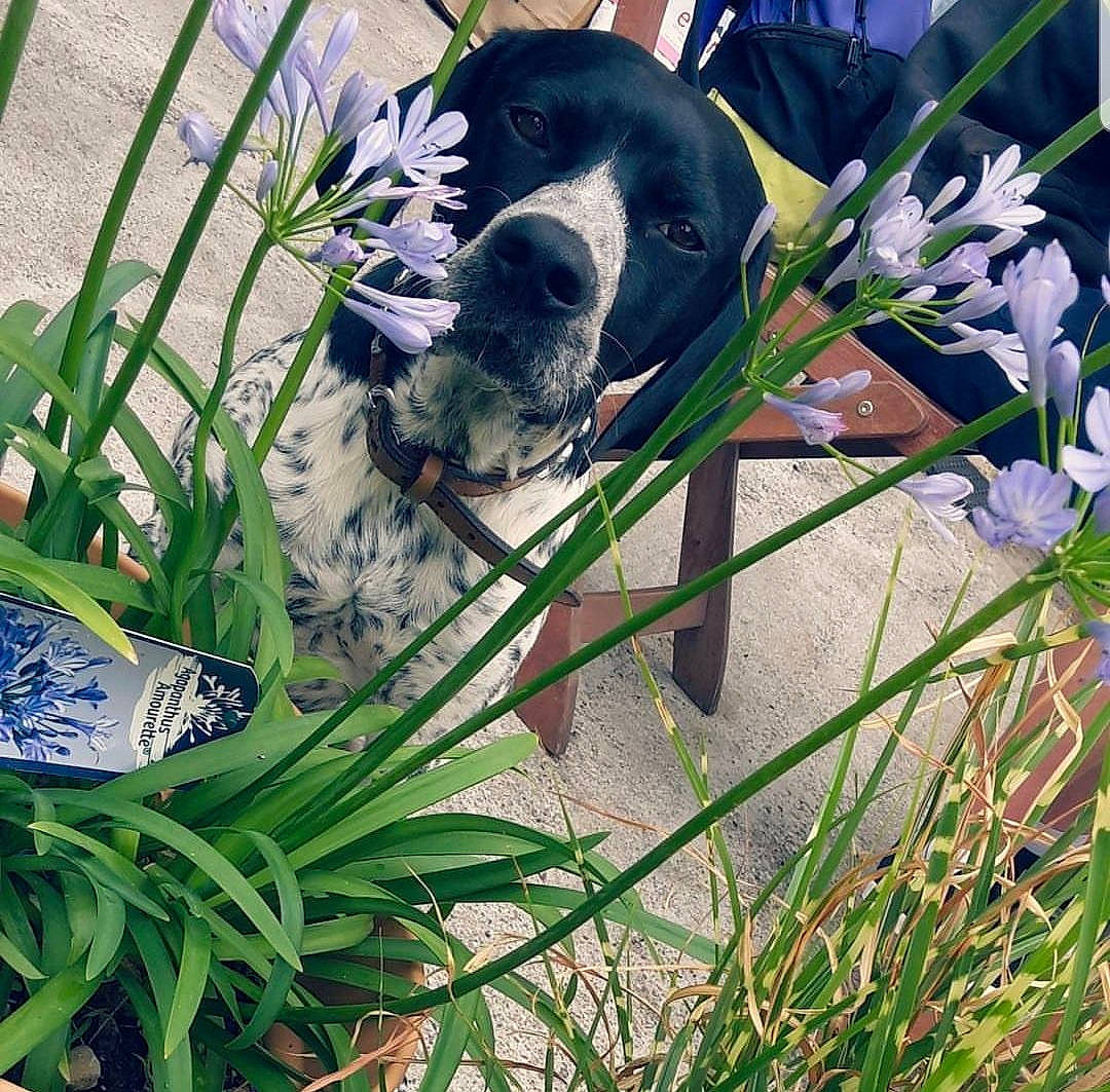 Léon participe au concours pour gagner de l'argent avec cette photo : bluetick_coonhound, braque_dauvergne, canidae, carnivore, cocker_spaniel, dog, dog_breed, flower, german_shorthaired_pointer, grand_bleu_de_gascogne, grass, grass_family, plant, pointer, pointing_breed, puppy, sporting_group