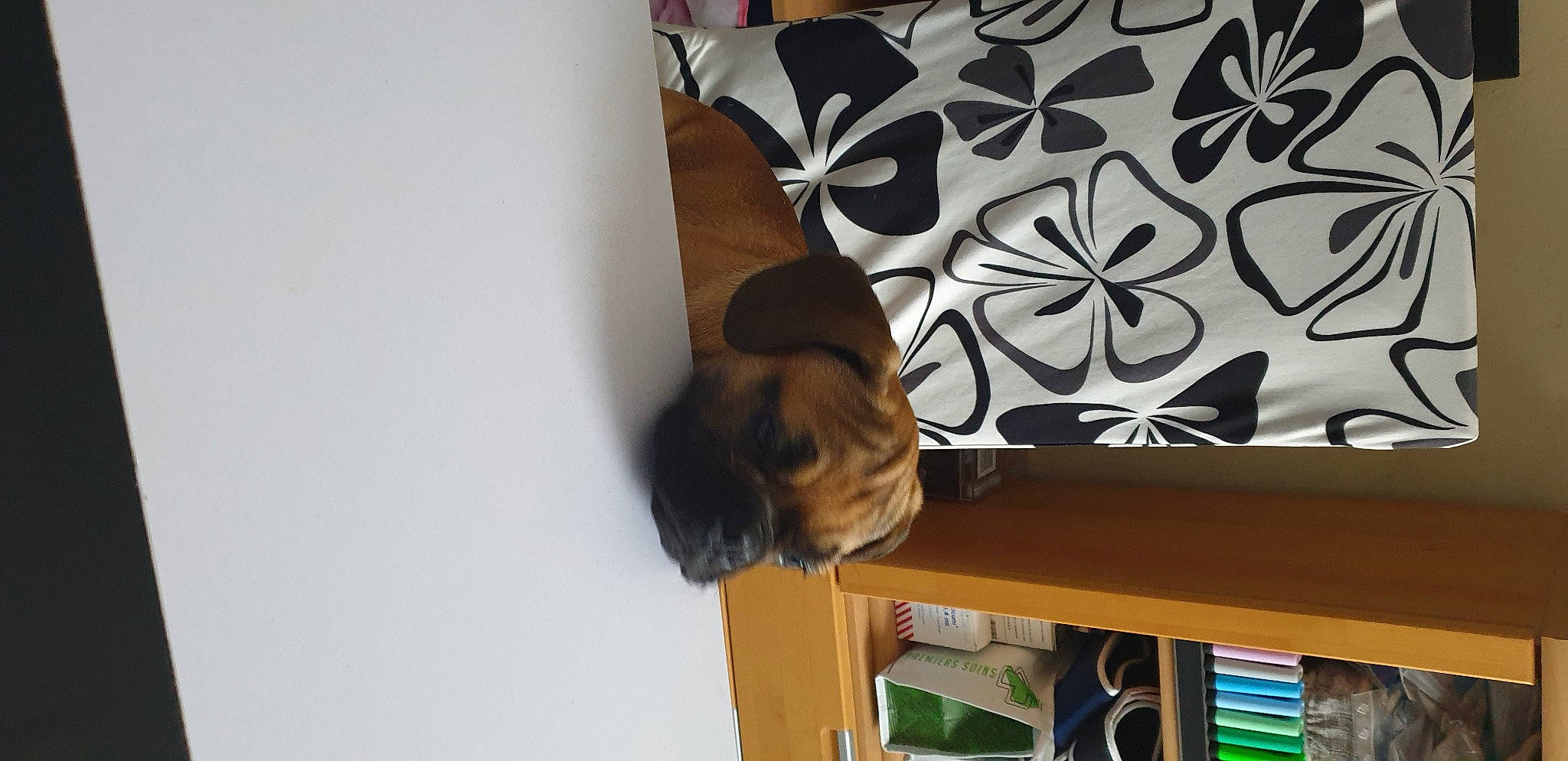 Tornade participe au concours pour gagner de l'argent avec cette photo : bookcase, brown, canidae, carnivore, comfort, companion_dog, dog_breed, fawn, felidae, flooring, hardwood, room, shelf, shelving, small_to_medium_sized_cats, sporting_group, tail, toy_dog, whiskers, wood