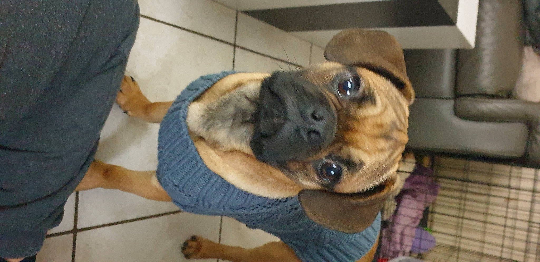 Tornade a rejoint le concours — aidez-le/la à gagner de superbes lots ! canidae, carnivore, collar, comfort, companion_dog, dog, dog_breed, ear, flooring, fur, non_sporting_group, paw, pet_supply, puppy, sporting_group, toy_dog, whiskers, working_animal, working_dog, wrinkle