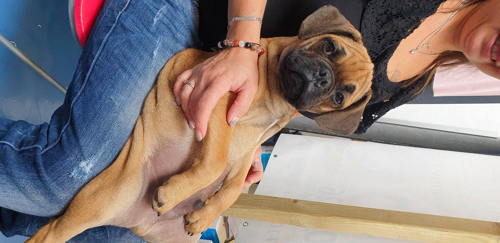 Tornade participe au concours pour gagner de l'argent avec cette photo : bracelet, canidae, carnivore, companion_dog, dog, dog_breed, elbow, electric_blue, eyewear, fashion_accessory, fawn, gesture, jewellery, nail, snout, sporting_group, sunglasses, working_animal, wrinkle, wrist