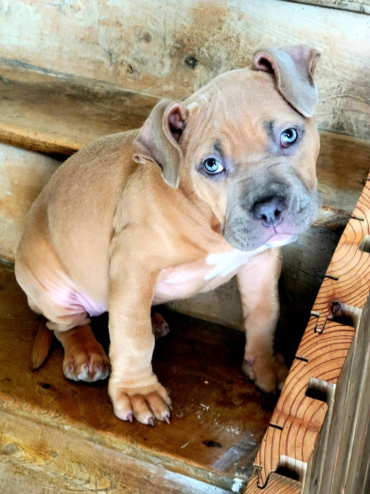 Urka a rejoint le concours — aidez-le/la à gagner de superbes lots ! adventure, ancient_dog_breeds, bulldog, canidae, carnivore, companion_dog, dog, dog_breed, molosser, non_sporting_group, old_english_bulldog, puppy, shar_pei, sporting_group, terrestrial_animal, wood, working_animal, working_dog, wrinkle