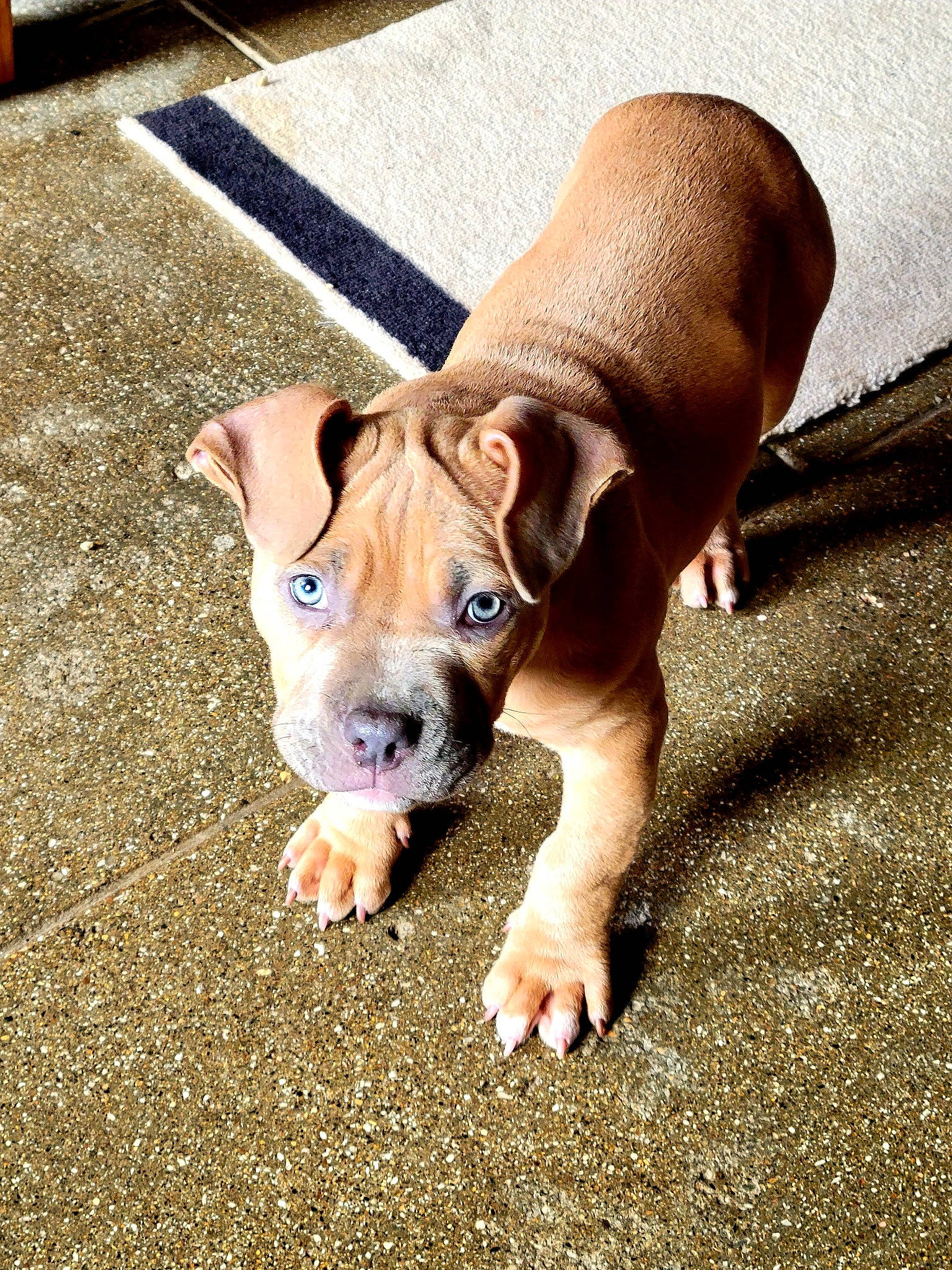 Urka participe au concours pour gagner de l'argent avec cette photo : canidae, carnivore, collar, companion_dog, dog, dog_breed, dog_collar, dog_supply, fawn, human_leg, leash, non_sporting_group, paw, pet_supply, road_surface, snout, sporting_group, tail, terrestrial_animal, working_animal