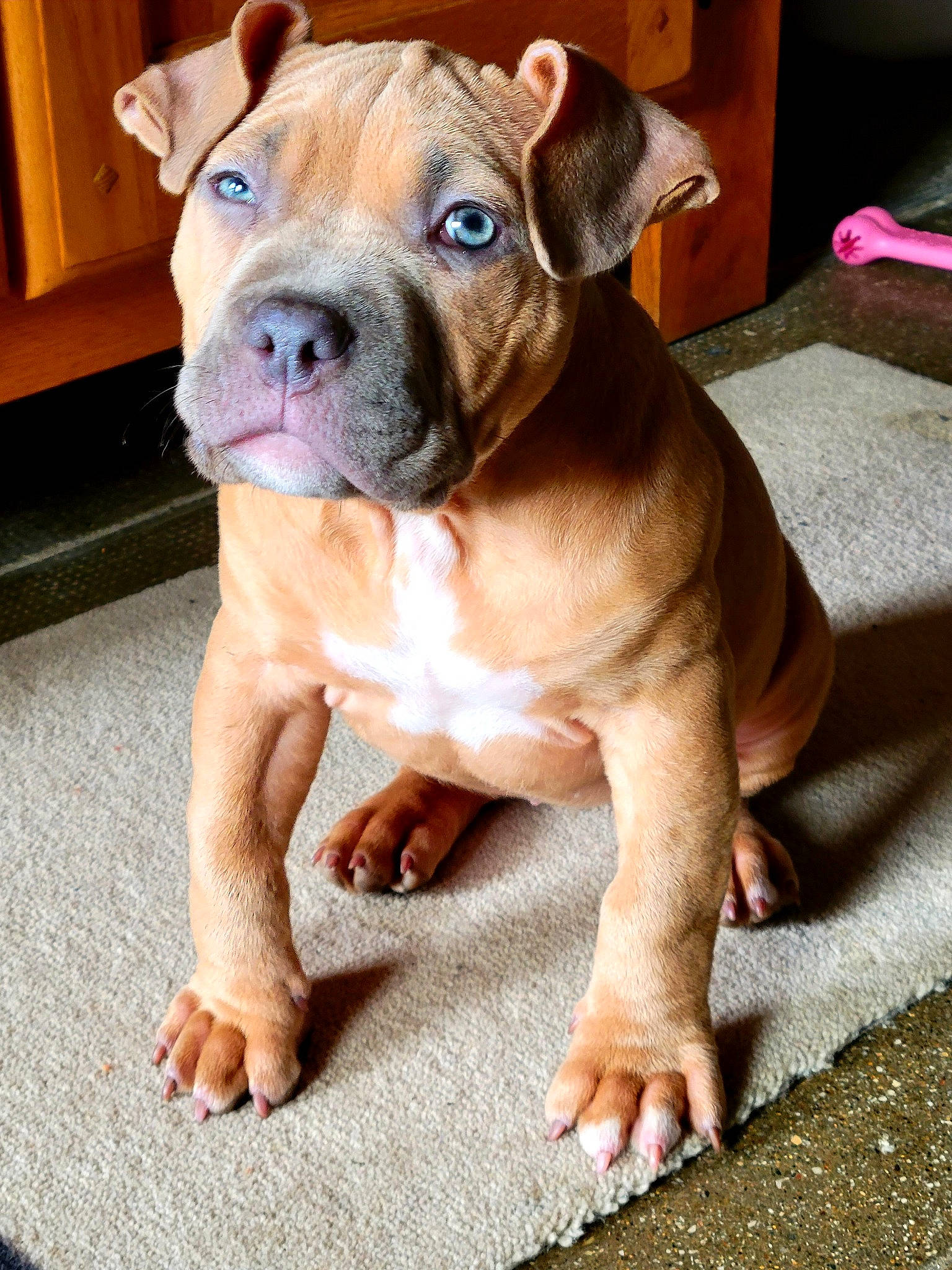 Urka a rejoint le concours — aidez-le/la à gagner de superbes lots ! bulldog, canidae, carnivore, companion_dog, dog, dog_breed, dog_collar, fawn, fur, molosser, non_sporting_group, old_english_bulldog, paw, puppy, sporting_group, terrestrial_animal, toy, working_animal, working_dog, wrinkle