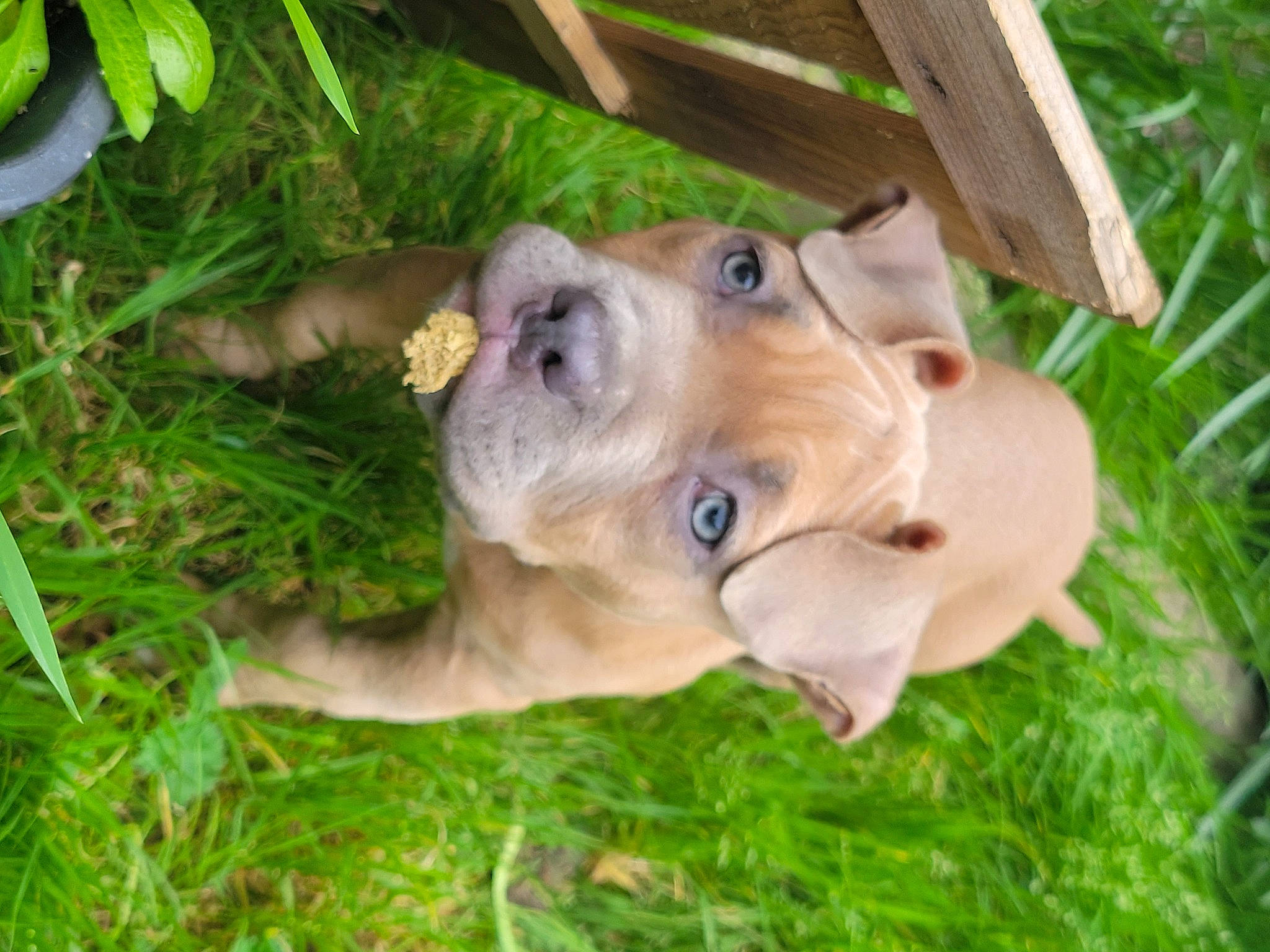 Urka participe au concours pour gagner de l'argent avec cette photo : canidae, carnivore, companion_dog, dog, dog_breed, fur, grass, groundcover, liver, paw, plant, puggle, puppy, terrestrial_animal, toy, toy_dog, whiskers, wood, working_animal, zingiber