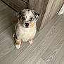 Athos a rejoint le concours — aidez-le/la à gagner de superbes lots ! dog, puppy, australian_shepherd, tricolor_fur, blue_eyes, pet, indoor, wood_floor, wood_cabinet, looking_up, sitting, cute, fluffy, fur, portrait, flooring, nose, paw, young, domestic_animal