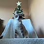cat, blue_eyes, christmas_tree, star, blanket, indoor, furniture, wall, holiday, decorations, pet, animal, feline, cozy, white, gray, soft, curious, sitting, portrait