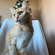 Sybelle participe au concours pour gagner de l'argent avec cette photo : cat, orange_tabby, feline, pet, indoor, christmas_tree, holiday_decor, blanket, chair, fur, whiskers, green_eyes, cozy, background_blur, wall, curled_tail, sitting, soft_light, domestic_animal, cute
