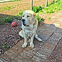 brick_wall, canine, car, dog, fence, front_yard, gate, grass, gravel, house, large_dog, light_fur, outdoor, pet, red_ball, residential, shoe, sitting, sunny, wooden_path