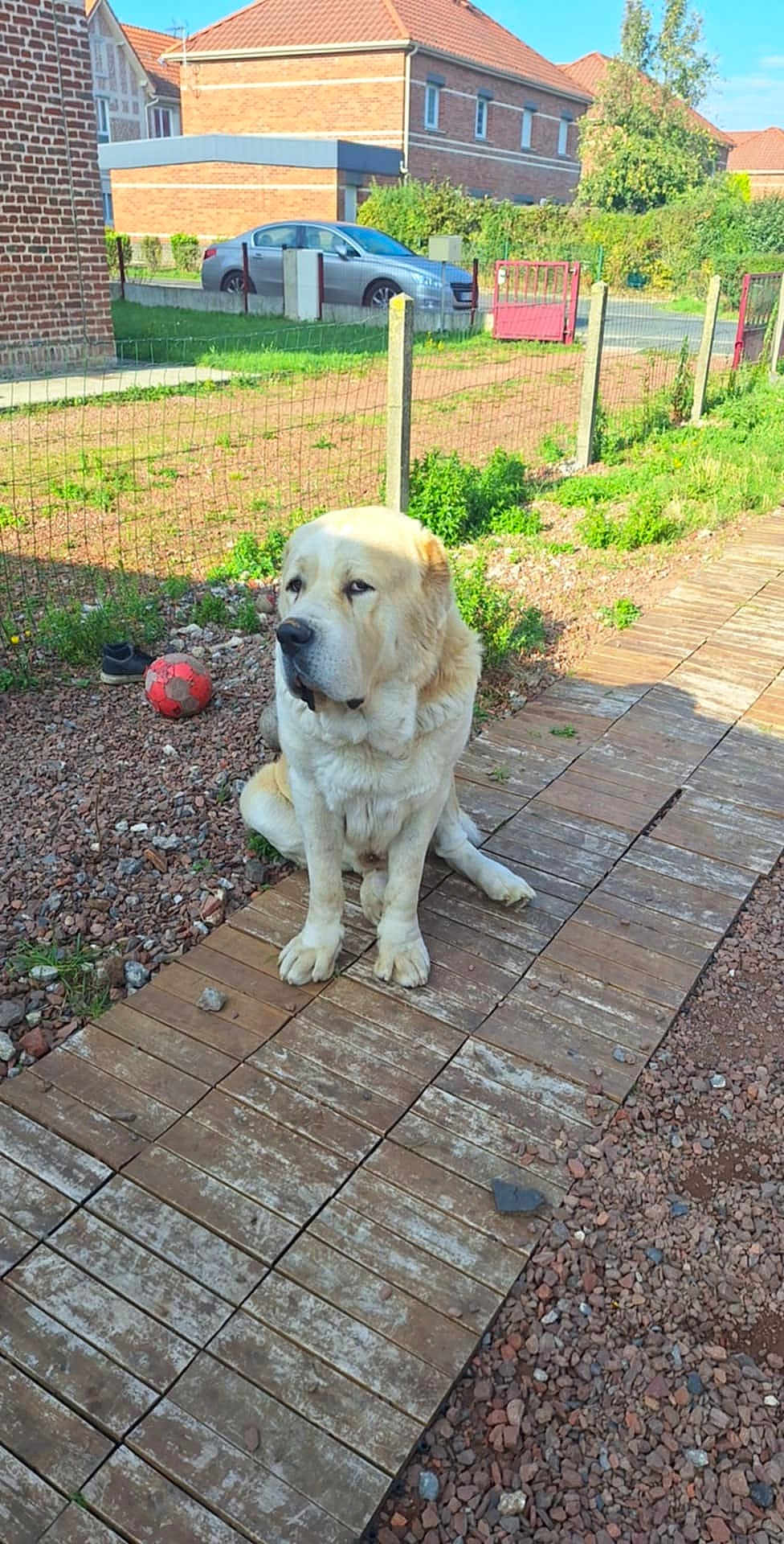 Iron participe au concours pour gagner de l'argent avec cette photo : brick_wall, canine, car, dog, fence, front_yard, gate, grass, gravel, house, large_dog, light_fur, outdoor, pet, red_ball, residential, shoe, sitting, sunny, wooden_path