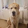 dog, large_dog, pet, sitting, indoor, radiator, window, window_blinds, white_curtains, heart_decoration, tile_floor, paws, muzzle, beige_fur, closeup, portrait, blurriness, home_interior, table_corner, purple_box