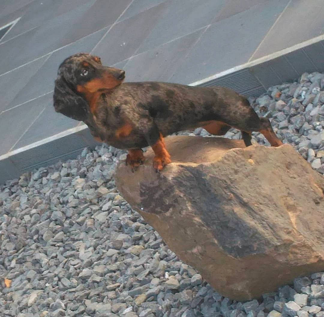 Margotte a rejoint le concours — aidez-le/la à gagner de superbes lots ! asphalt, beak, bedrock, bird, building_material, canidae, claw, cobblestone, concrete, dog_breed, liver, livestock, pebble, road_surface, rock, rubble, soil, tail, tar, terrestrial_animal