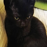 Ilali-Valentine a rejoint le concours — aidez-le/la à gagner de superbes lots ! black_cat, kitten, animal, pet, feline, indoor, close_up, fur, yellow_eyes, cute, young_animal, resting, whiskers, ears, portrait, looking_down, soft_light, cozy, domestic_cat, sleepy