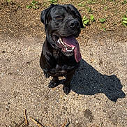 Gypsy joined the competition — help win amazing prizes! dog, black_dog, tongue_out, panting, sitting, shadow, gravel, dirt, grass, twigs, stick, outdoors, sunny, portrait, teeth, happy, pet, canine, ground, collar