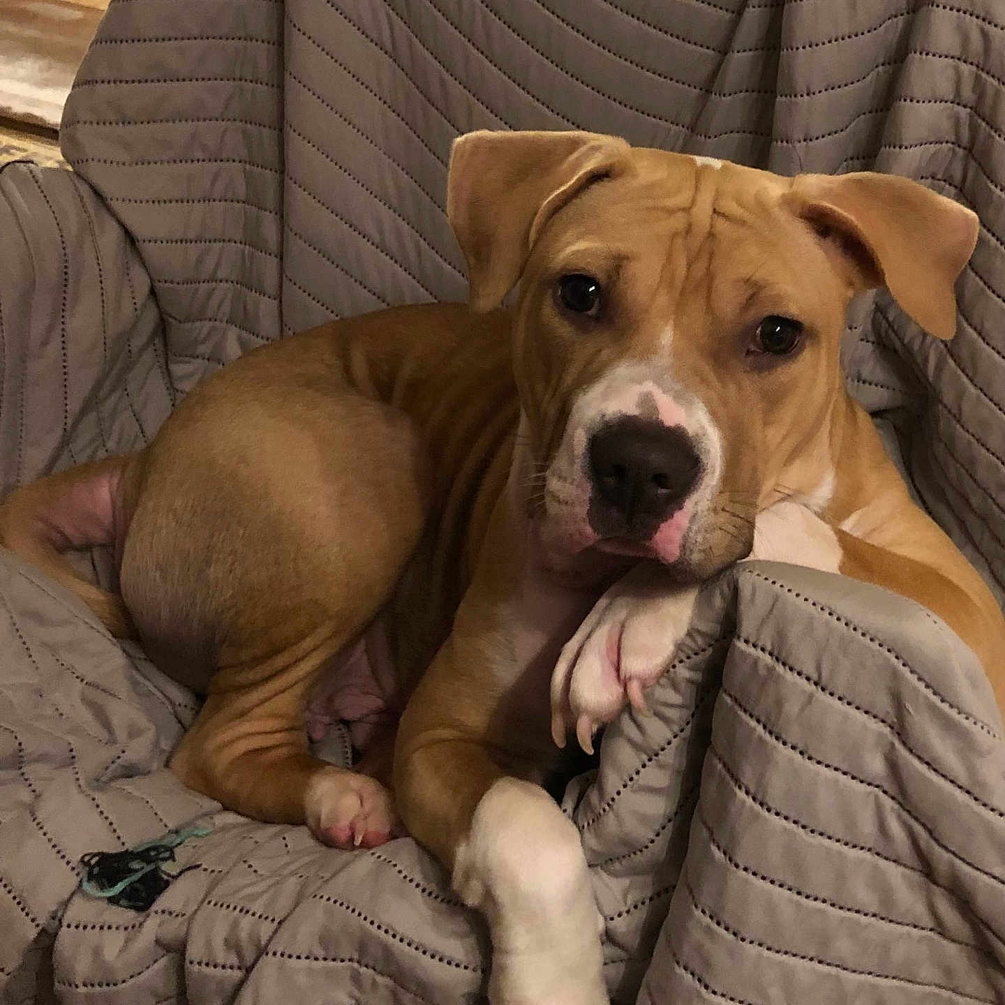 Flokii is registered to the contest to win money with this photo: animal, brown, canine, chair, comfort, cute, dog, ears, fur, home, indoor, lounge, paw, pet, portrait, quilted, relaxed, resting, snout, white